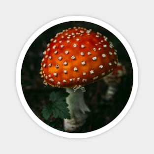 Amanita Muscaria a.k.a Fly Agaric Magnet